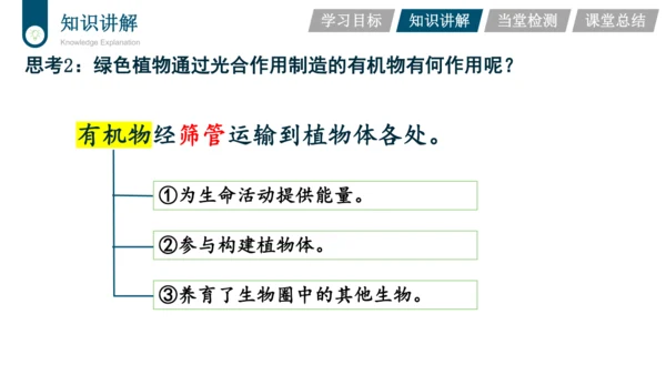 3.3.4  绿色植物是生物圈中有机物的制造者  课件-2023-2024学年人教版生物七年级上册(
