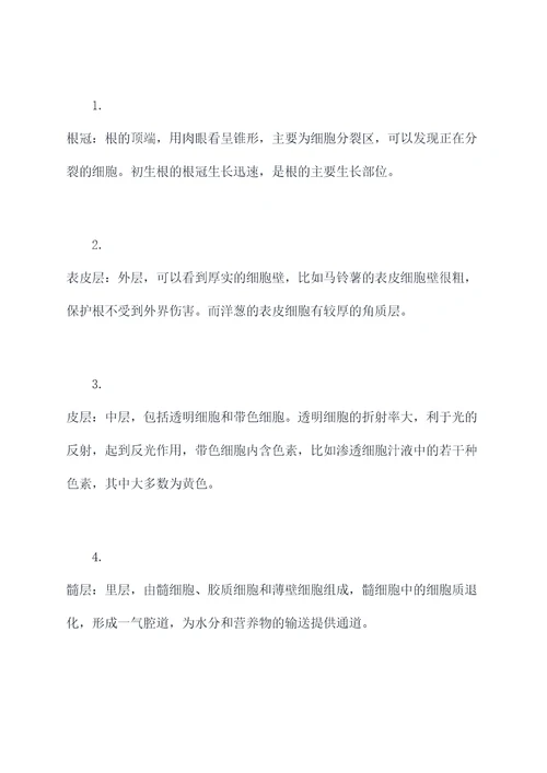 根解剖形态结构实验报告
