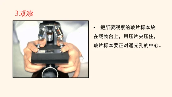2.1.1练习使用显微镜课件2023--2024学年人教版生物七年级上册(共32张PPT)