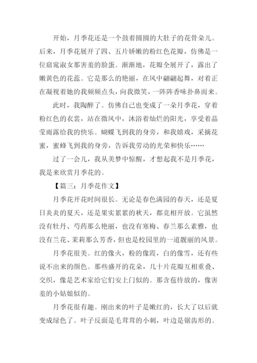 月季花的作文300字-2.docx
