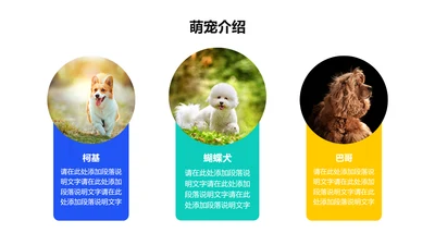 简约风白色宠物介绍PPT图文页