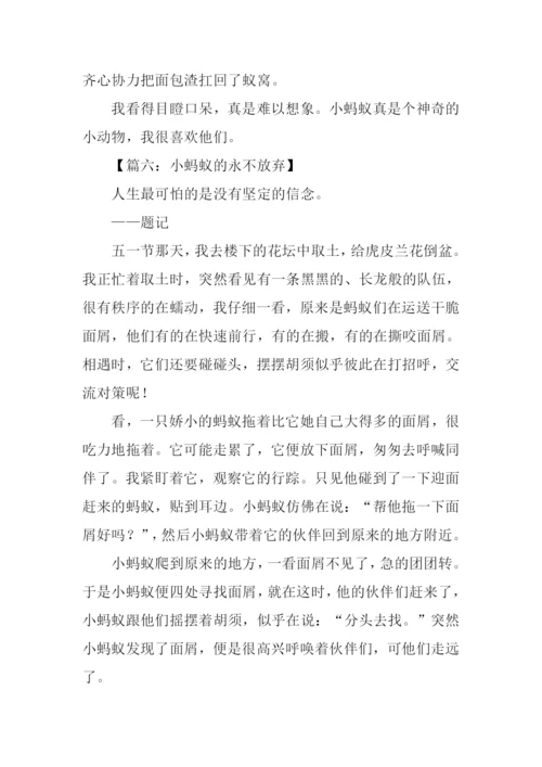 关于小蚂蚁的作文.docx