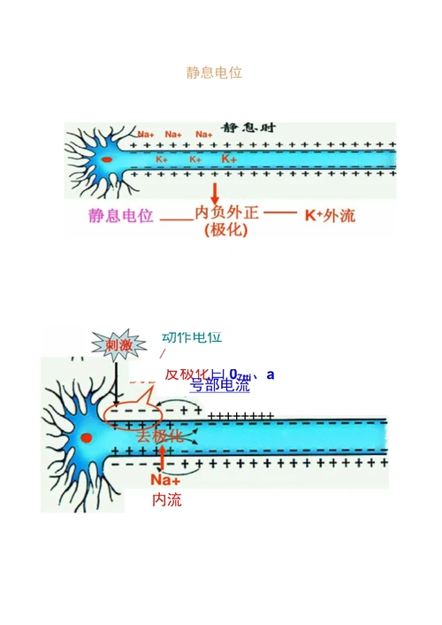 生物：《神经系统的结构和功能》(二)