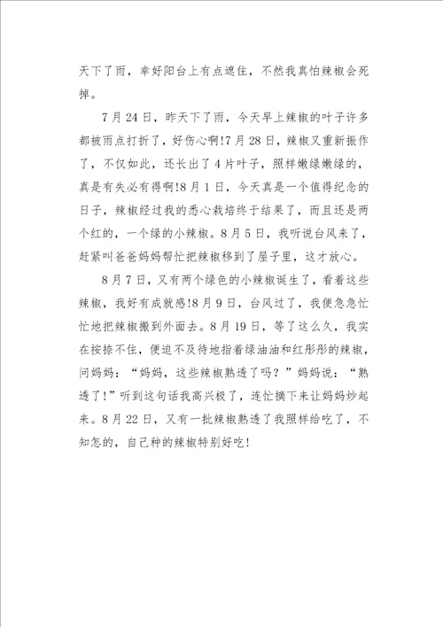 初一作文叙事辣椒生长观察记录700字