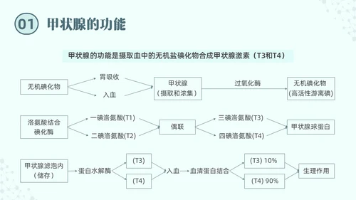 绿色实拍医院培训甲状腺疾病与外科治疗PPT课件