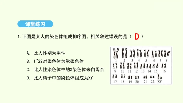 7.2.4人的性别遗传课件-人教版生物八年级下册(共31张PPT)