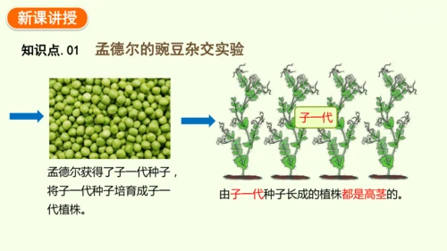 7.2.3基因的显性和隐性-八年级生物人教版下学期同步精品课件(共36张PPT)