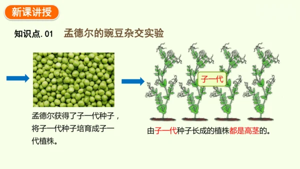 7.2.3基因的显性和隐性-八年级生物人教版下学期同步精品课件(共36张PPT)