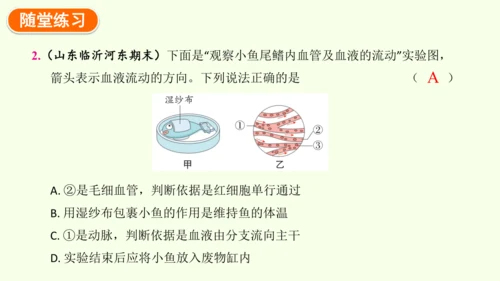 4.4.2血流的管道——血管-七年级生物下学期同步精品课件（2024人教版）(共30张PPT)