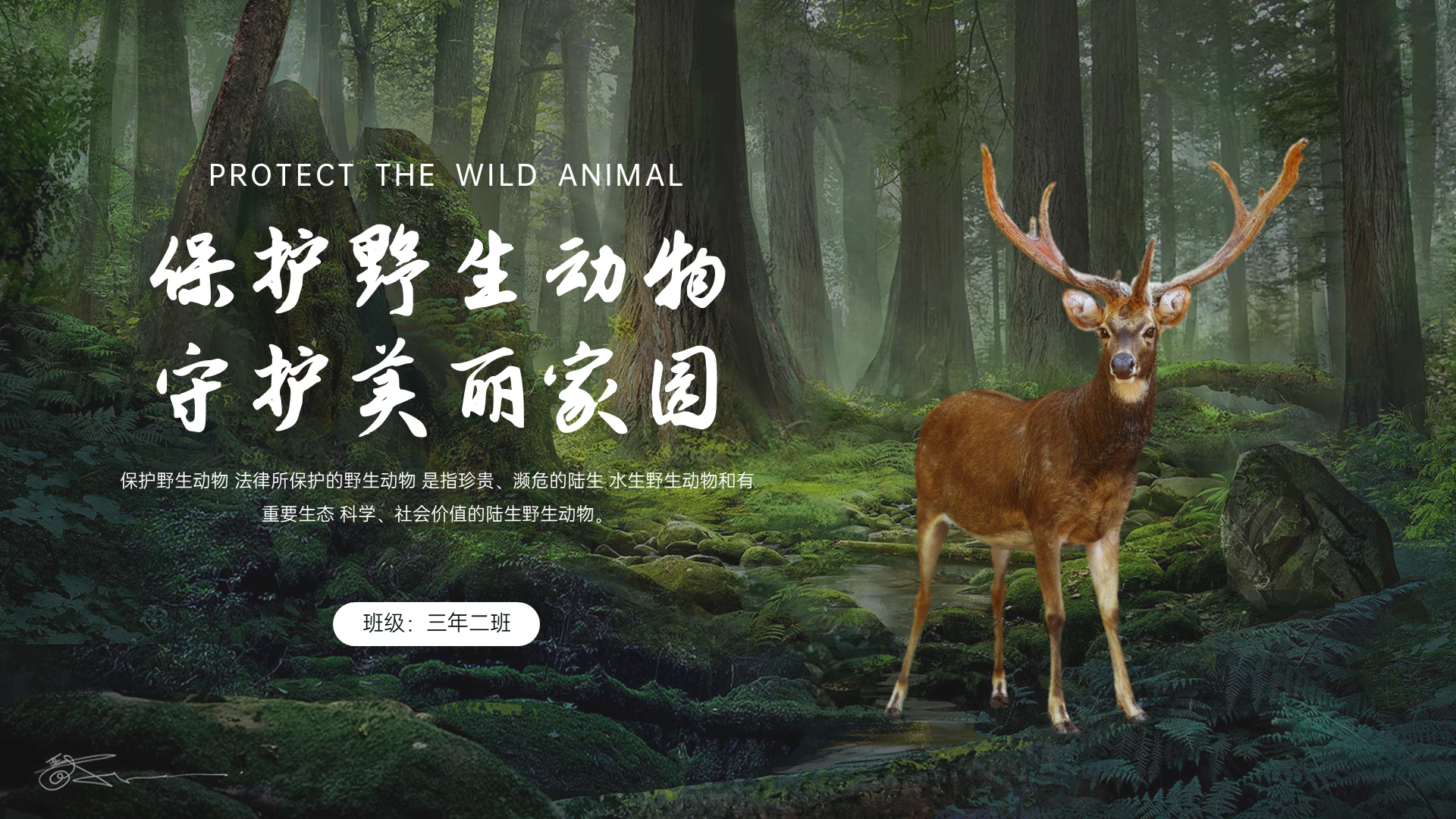 绿色实拍风保护野生动物PPT课件