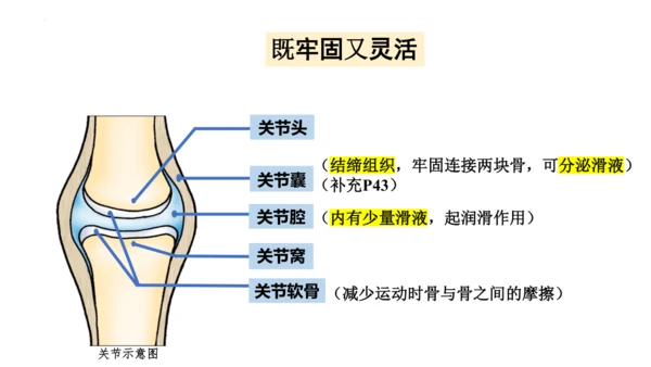 人教版生物八年级上册5.2.1 动物的运动 课件(共34张PPT)+视频素材