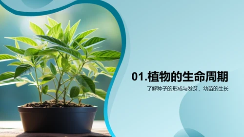 解析植物成长之谜