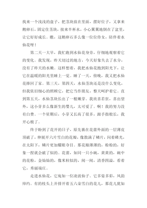 我爱你水仙花作文.docx
