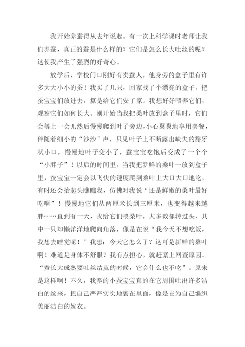 写小动物的作文500字.docx