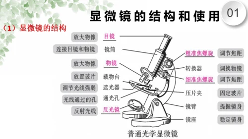 第一章 细胞是生命活动的基本单位（复习课件）-2023-2024学年七年级生物上学期期末复习知识梳理