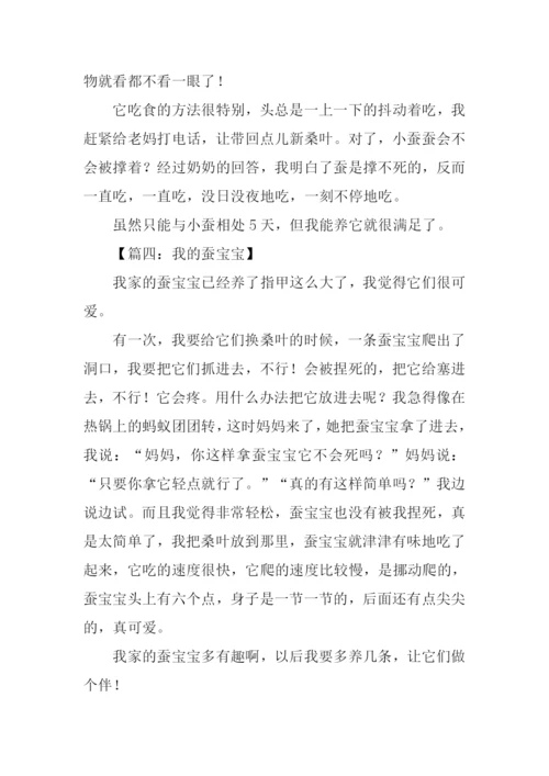 蚕宝宝观察日记300字.docx