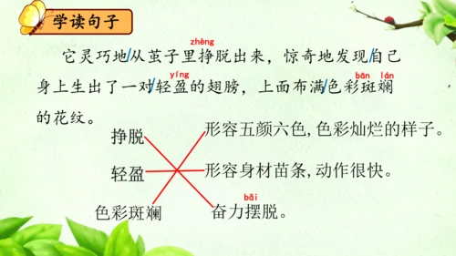 22《小毛虫》课件