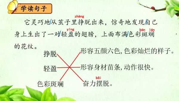 22《小毛虫》课件