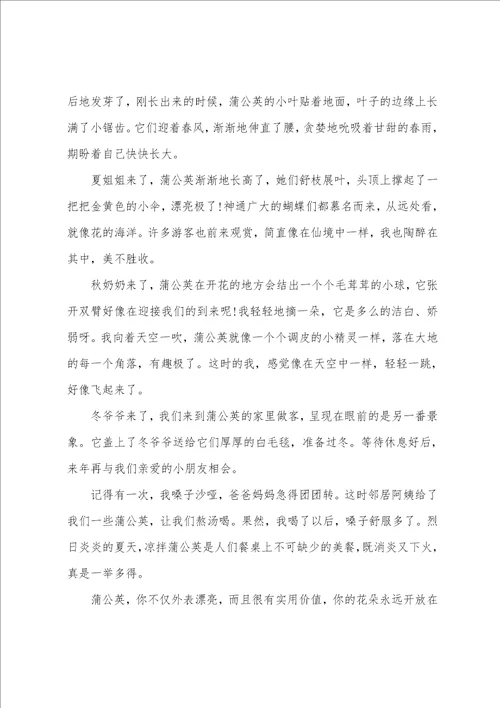 蒲公英小学生说明文500字