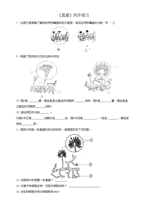 《真菌》同步练习1