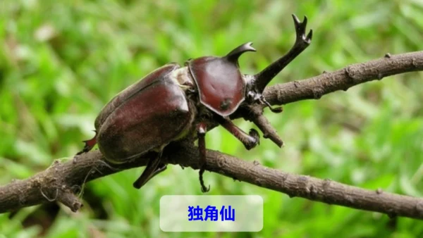 第4课《昆虫备忘录》（教学课件）