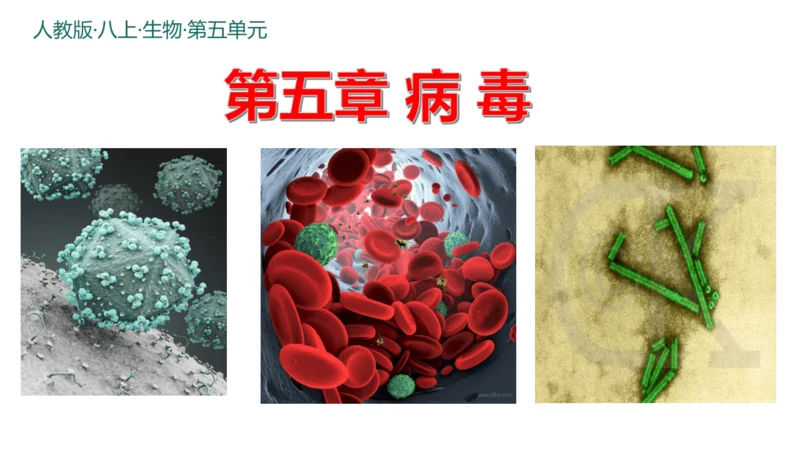 人教版生物八年级上册5.5《病毒》（课件）(共30张PPT)+视频素材