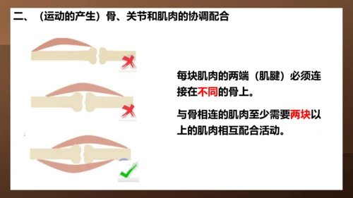 人教版生物八年级上册5.2.1《动物的运动》课件(共27张PPT)+视频素材