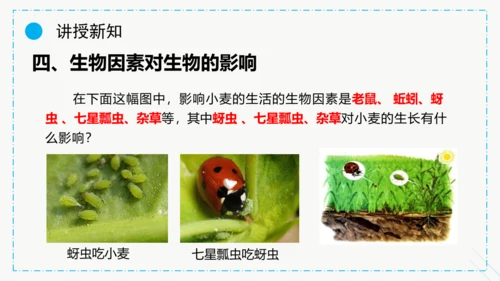 1.2.1生物与环境的关系课件2023--2024学年人教版生物七年级上册(共30张PPT)