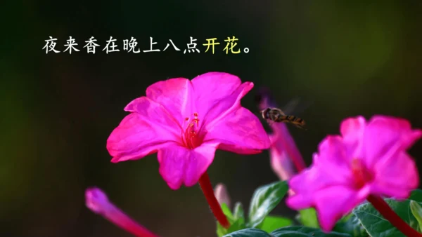 13《花钟》（课件）