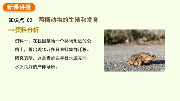 7.1.3两栖动物的生殖和发育-八年级生物人教版下学期同步精品课件(共31张PPT)