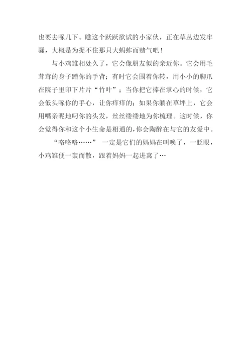 四年级观察动物作文.docx
