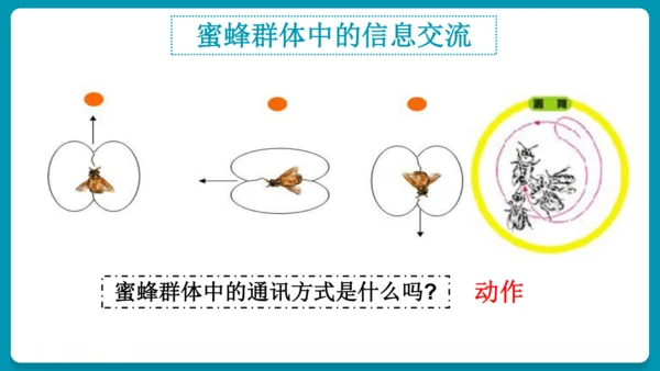 5.2.3社会行为课件-人教版生物八年级上册