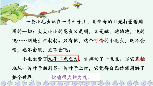 22小毛虫  课件