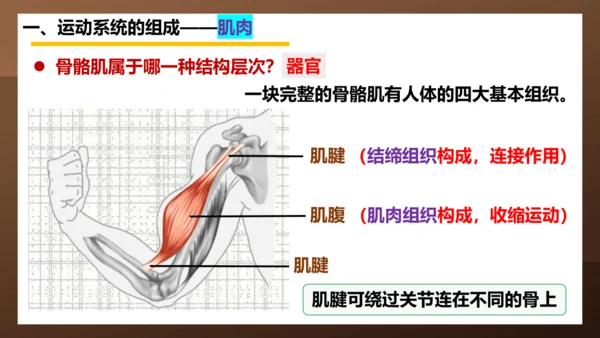 人教版生物八年级上册5.2.1《动物的运动》课件(共27张PPT)+视频素材