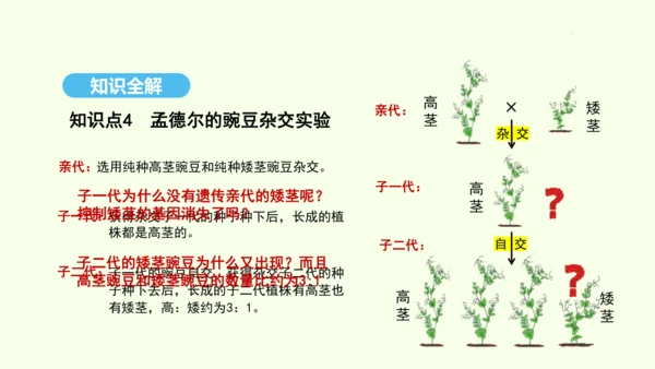 7.2.3基因的显性和隐性课件-人教版生物八年级下册(共31张PPT)