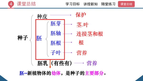 3.1.2  种子植物（课时1 种子的结构）课件-2023-2024学年人教版生物七年级上册(共24