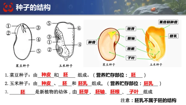 人教版（2024）七年级上册生物七年级上册期末总复习课件(共31张PPT)