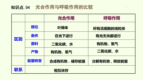 3.2.3呼吸作用-七年级生物下学期同步精品课件（2024人教版）(共24张PPT)