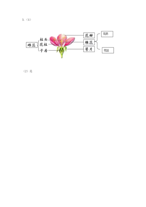 科学四年级下册第一单元植物的生长变化测试卷含答案（考试直接用）.docx