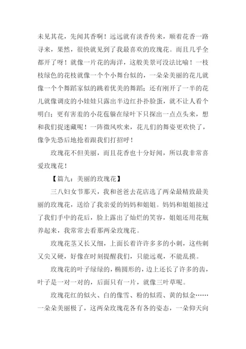 美丽的玫瑰花作文300字.docx