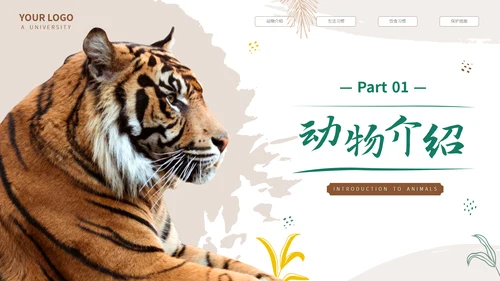 猎豹动物世界花豹科普介绍，豹子通用PPT模板