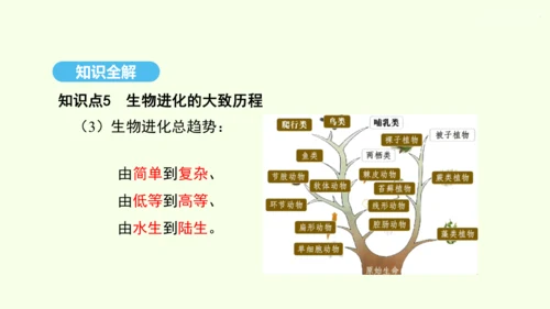 7.3.2生物进化的历程课件-人教版生物八年级下册(共23张PPT)