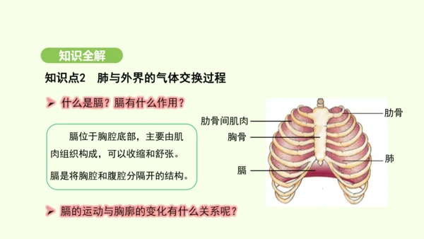 第四单元-第三章-第二节-发生在肺内的气体交换（第1课时）课件-2024-2025学年七年级生物下学