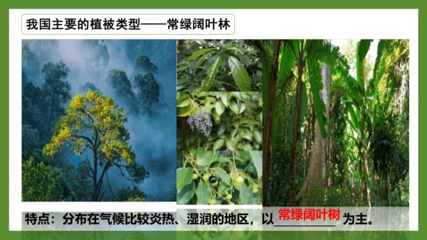 3.6 爱护植被，绿化祖国2023-2024学年七年级生物上册精品课件（人教版）(共21张PPT)