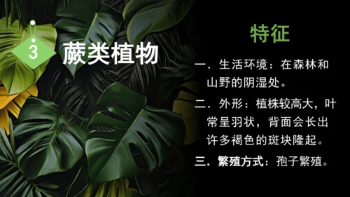 3.1.1 藻类、苔藓和蕨类植物 课件 人教版生物七年级上册(共27张PPT)