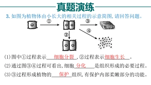 七上 第二单元生物体的结构层次-复习课件(共35张PPT)