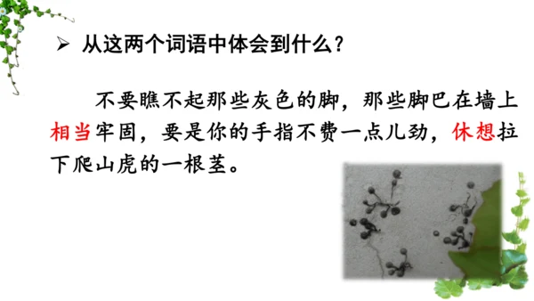 10 爬山虎的脚  课件