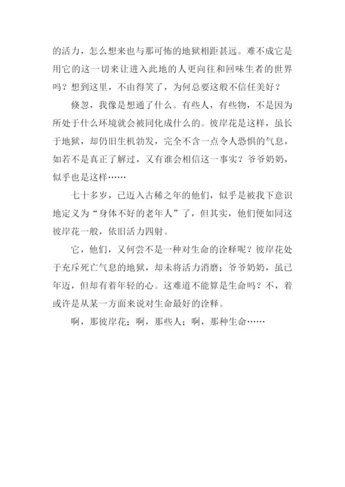 啊那彼岸花作文800字.docx
