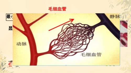 初中生物学人教版（新课程标准）七年级下册4.2 血流的管道──血管课件(共16张PPT)