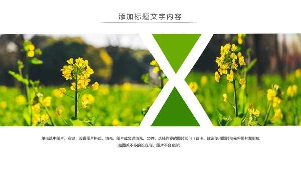春天乡村旅游油菜花风景油菜花田PPT模板